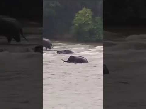 ELEPHANTS CROSSING RIVER DURING THE FLOOD IN VAYANAD.   #elephant #flood #river #vayanad
