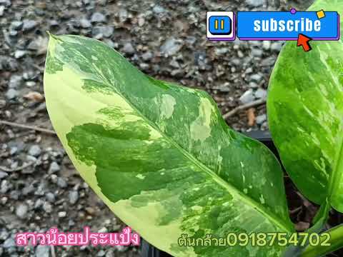 #ต้นสาวน้อยประแป้งDieffenbachia maculata (lodd.) BuntingDieffenbachia Picta Schott.