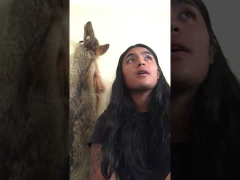 Are Mexicans Native Americans?
