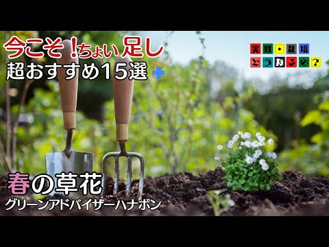 スペースが空いてますよ！もう一株もう一鉢欲しい方今からでも遅くないちょい足しの花15選ご紹介です【ガーデニング】【園芸】グリーンアドバイザーが実践栽培！【植え方・育て方】