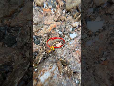 Will this gold run every stop? 👀#goldpanning #goldprospecting #goldmining