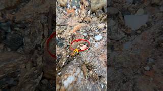 Will this gold run every stop? 👀#goldpanning #goldprospecting #goldmining