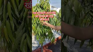 यह चमत्कारी उपाय पैसे को चुम्बक की तरह खींचता है || #acharyakaushikjimaharaj #VDS@style-i2z #shorts