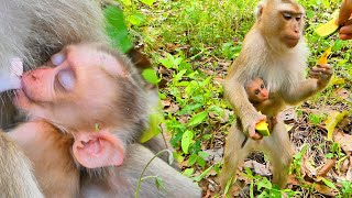 Baby monkey Saro breastfed his mom Sarika happily.