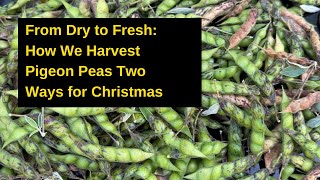 HARVESTING GUNGU PEAS FOR CHRISTMAS DINNER