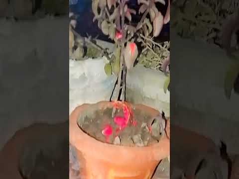 कार्तिक मास तुलसी माता की पूजा कैसे करें #tulsi #song #vlog