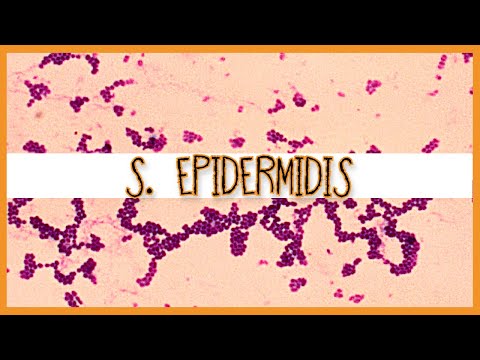 Staphylococcus Epidermidis