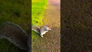 SQUIRREL EXPLORATION IN THE STORY #short #shorts #shortvideo #squirrel #squirrelstory