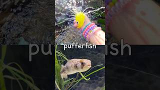 Sea Animal Names for Kids | Toy Learning Fun at the Waterfall: Lemon Shark Dolphin Pufferfish