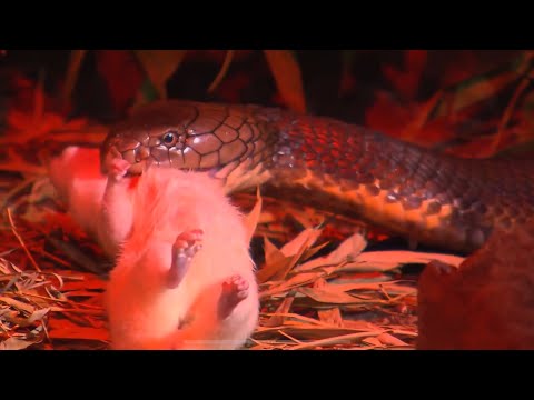 The Majestic King Cobra: Everything You Need to Know!