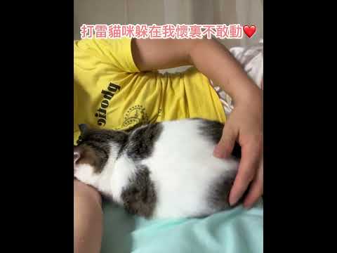 打台風，打雷閃電貓咪躲在我懷裡不敢動，讓愛守護你的周全❤️