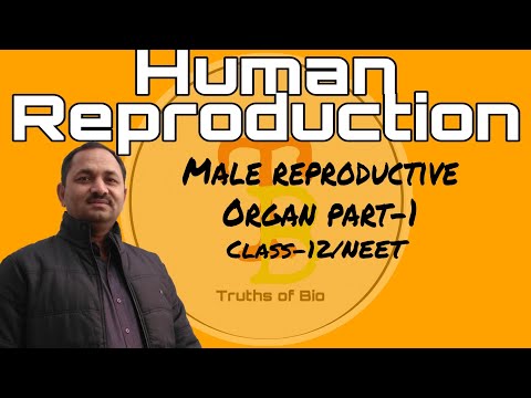 External structure of male reproductive organ, human reproduction class-12/NEET BY: R.M.Shukla Sir