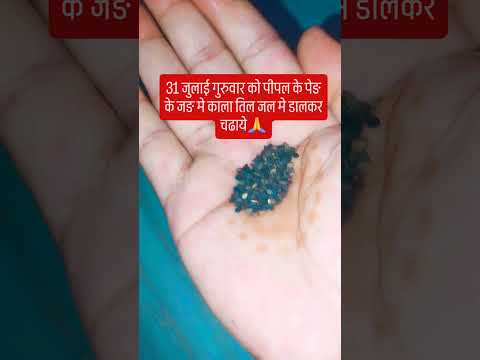 31 जुलाई गुरुवार को पीपल के पेङ के जङ मे करे ये उपाय 🙏🙏#upay #शिव #motivation #astrology #kedarnath