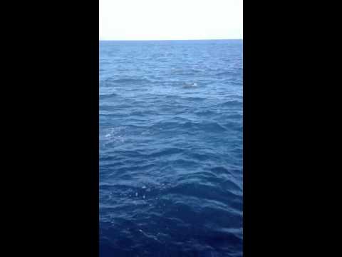 Pacific Nature Tours San Diego