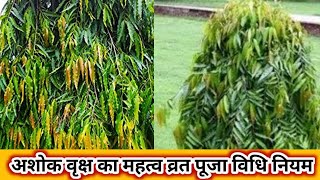 अशोक वृक्ष का महत्व व्रत पूजा विधि नियम ||Ashok Vrat puja Ashoka tree🙏