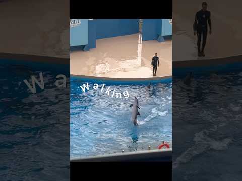 Dolphin show｜walking