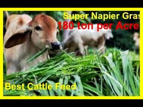சூப்பர் நேப்பியர் | Super Napier grass seeds | RP Farms Palani