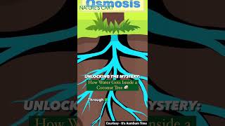 Ever wondered how coconut water gets inside those tall trees? It's all thanks to osmosis! #dubai