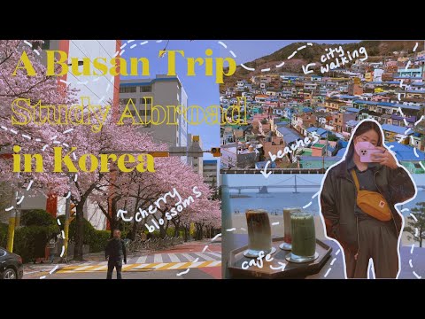 Busan vlog 🇰🇷 | street food, beaches, study abroad in korea