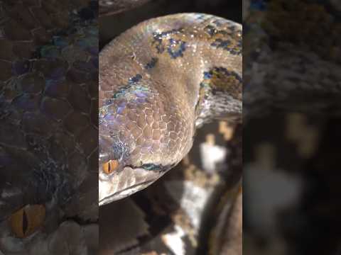 ¿QUIÉN GANARÍA? Titanoboa vs. Pitón Reticulada #batallaépica #animales