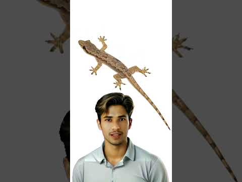 "आपके घर की छिपकली: कीड़ों से लेकर आपके स्वास्थ्य तक का रहस्य!" #shorts