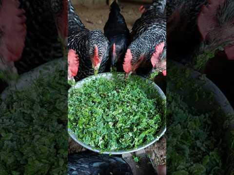 Feeding our chickens with azolla #azolla #chicken #chickenfarming #buhayprobinsya #youtubeshorts