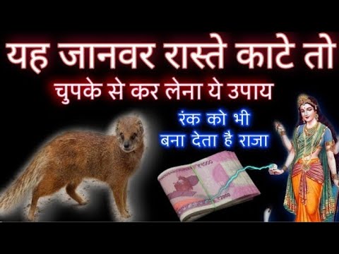 यह जानवर रास्ते कटे तो चुपके से कर लेना यह उपाय गरीब  को बना देता है राजा।। जय मां चामुंडा 🚩