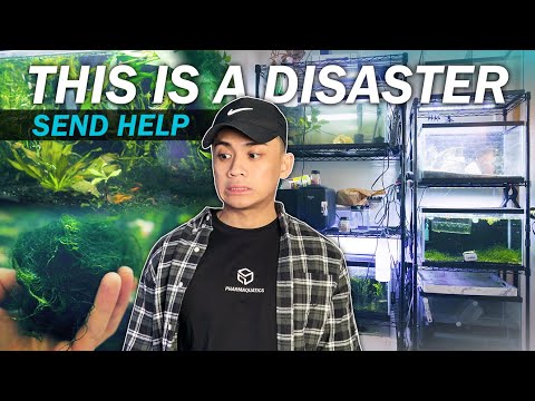 I tried making my fish rack not trash (fish room vlog)