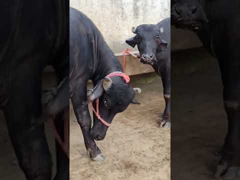 kalo madam,ase nahate hai gao me animals or end me somwati😂 ,#trendingreels #gaamilifestyle