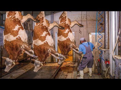 Inside modern mobile cow slaughterhouse - Amazing equipment in cow farming livestock technology