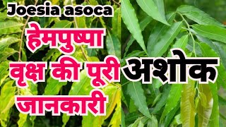 Asoca tree | अशोक वृक्ष | अशोक वृक्ष की पहचान | हेमपुष्पा | joesia asoca | सीता अशोक | असली अशोक 