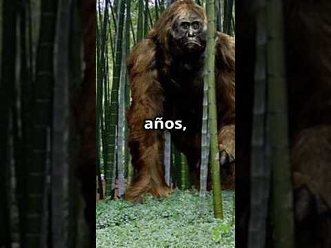 ¿QUIÉN GANARÍA? ¡Gigantopithecus vs Gorila! #batallaépica #animales #naturaleza