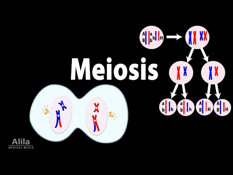 Meiosis, Animation