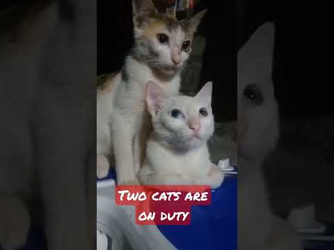 two cats on duty#shortvideo #wait #sweet #cats#catshorts
