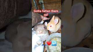 5 wk old Rex Rabbits #farming #rabbit #bunny #animals #pets #farmlife #homestead #newyear #rabbitry
