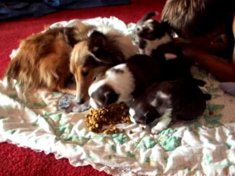 pups October  04, 2009 020