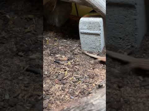 Feeding My BABY Monitor Lizards!! (Red Ackie Monitors) *CRAZY* #shorts