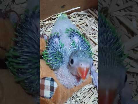 🦜☺️#mithu #myfirstvlog #ytshorts #india #viralvideo #youtubeshorts