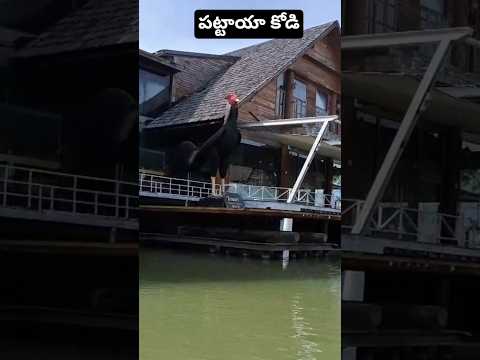 బ్యాంకాక్ టూర్ లో తగిలిన కోడి#food #comedy #shorts #shortvideo