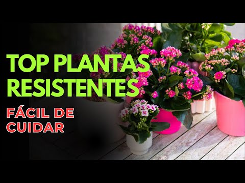 Top 10 Low Water and Easy to Care for Plants