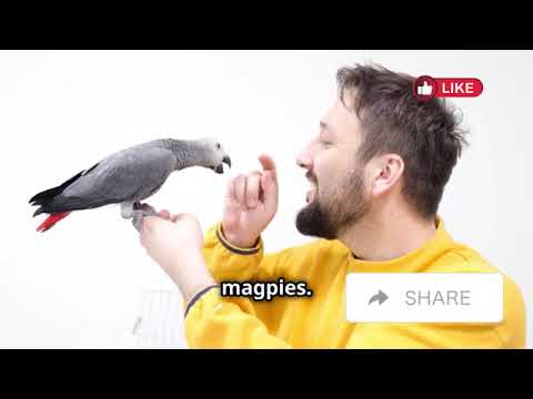 The World’s Most Intelligent Birds | Avery Bliss