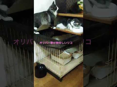 好奇心旺盛なリコ#母猫#親子猫#ノルウェージャンフォレストキャット