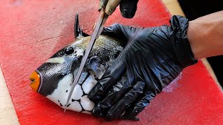 CLOWN TRIGGERFISH Vietnamese Street Food