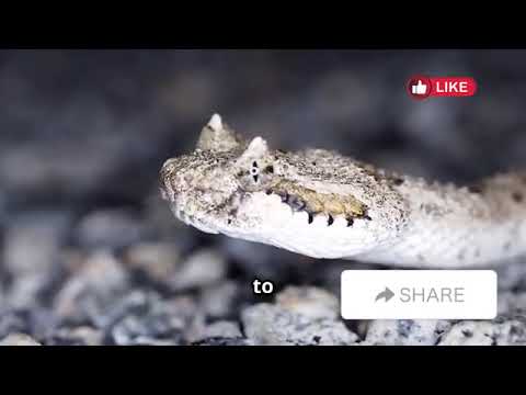Animals with Unbelievable Defense Mechanisms | Avery Bliss