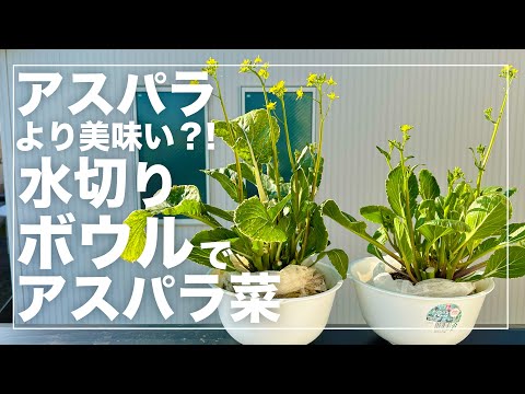 【使用済培地を再利用】アスパラ菜をズボラに水耕栽培したら最高に美味しかった！再利用方法と生育完全解説！