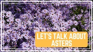 Let’s Talk About Asters 🌸/ Colorful Gardener