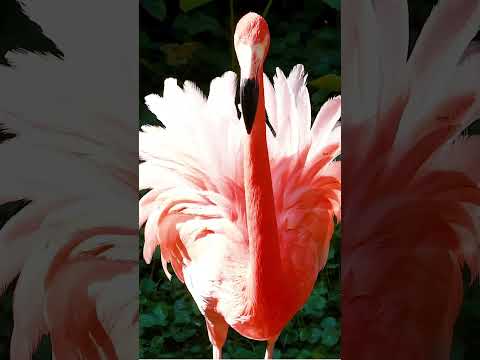 Nature's MAGIC!#facts #obscure #amazingfacts #unknownfacts #funfacts #flamingo #birds #nature #wild