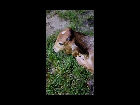 NANDI MAHARAJ KO || KHANA KHILAYA JAAY 😍🙏 || support pls 🙏♥️ #viral #shortvideo #gauseva