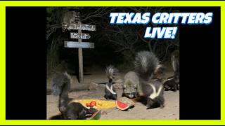 BlueIndigoTrails TEXAS NIGHT CRITTER CRUNCH - LIVE!