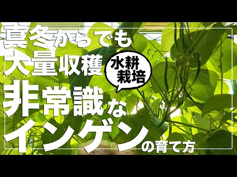 【常識破り栽培】家の中でもインゲンは大量に収穫出来る｜初心者でも簡単｜ペットボトル水耕栽培